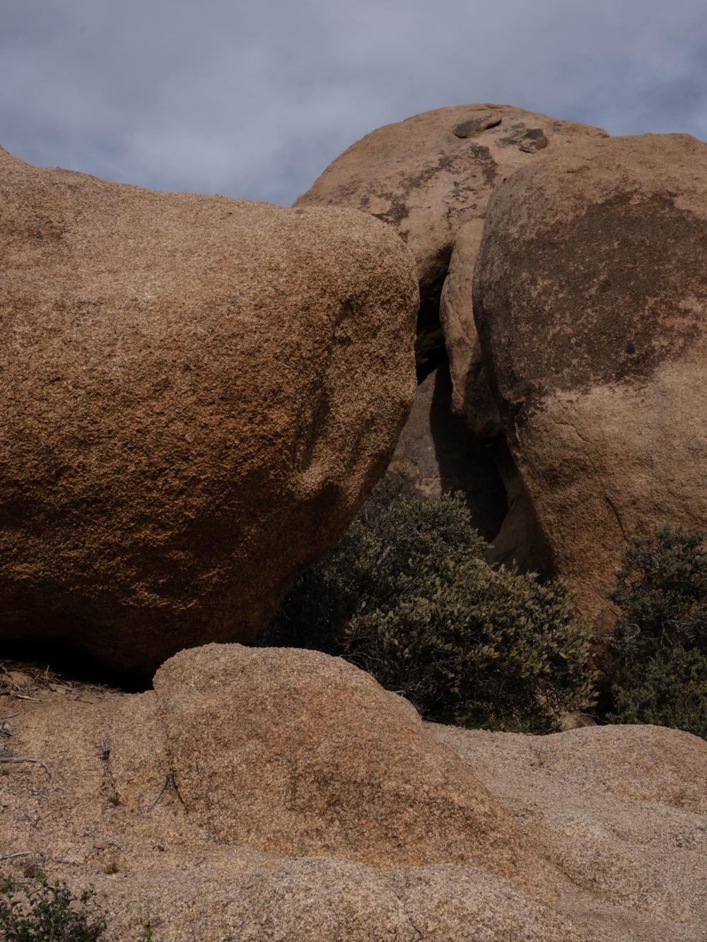 DSCF7542_Joshua-Tree_4_1000x1333