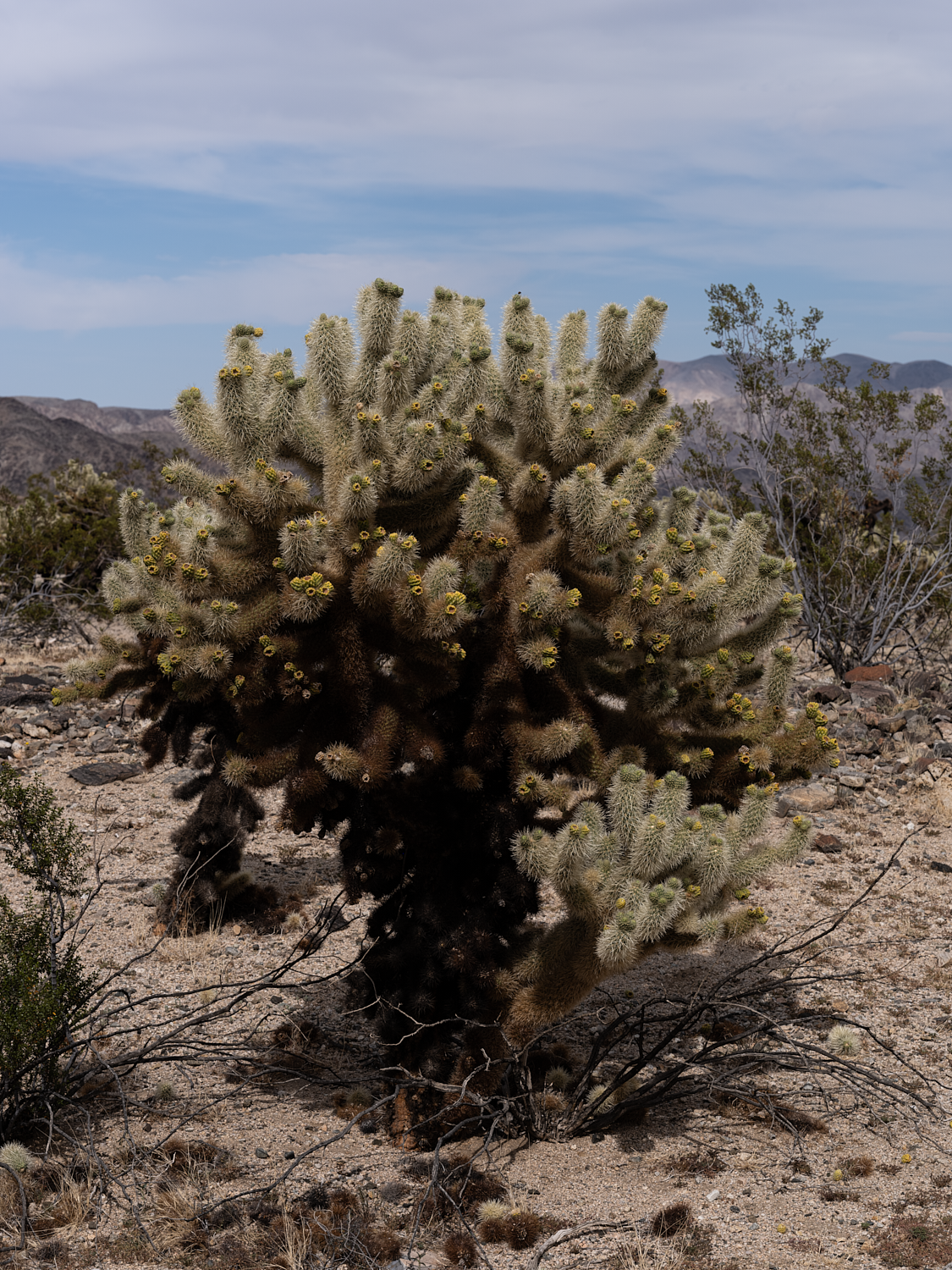 jt_01-sandrita_0036 1